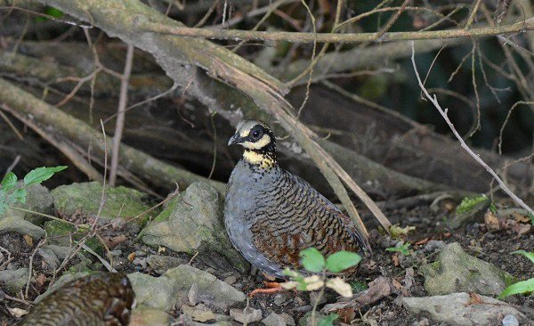 DSC_5959aaaa600.jpg