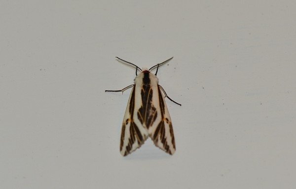 DSC_0140a600.jpg