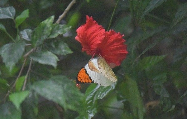 DSC_1442a600aaa.jpg