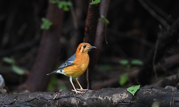 DSC_4070bbb600.jpg