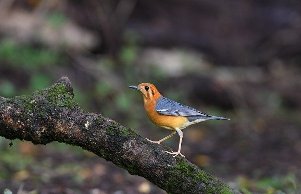 DSC_4125aaa600.jpg