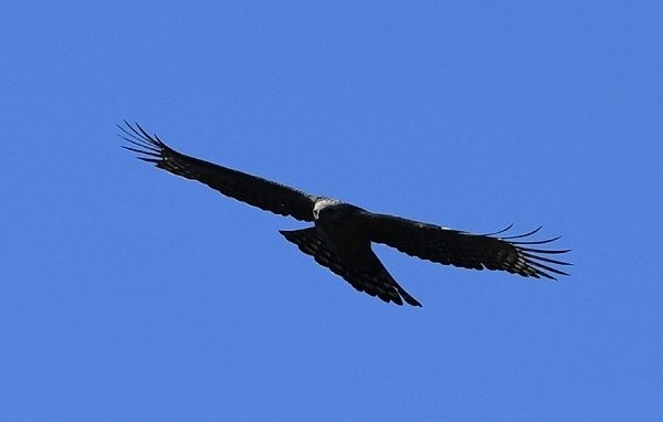 DSC_7228aa600.jpg