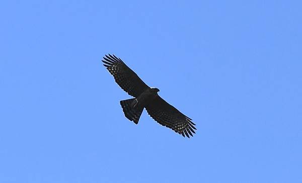 DSC_7235a2000a600.jpg
