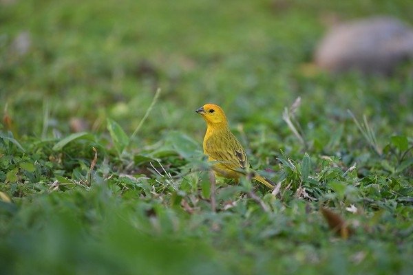 DSC_0126a600.jpg