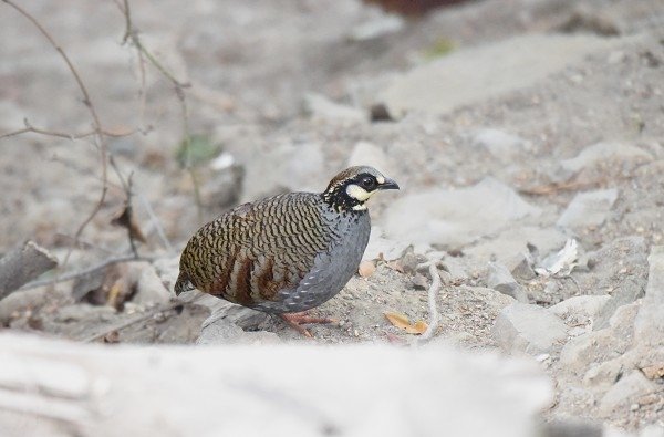 DSC_4108aa600.jpg