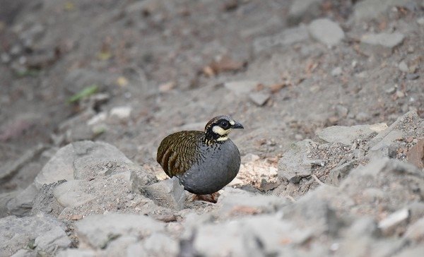 DSC_4112aa600.jpg