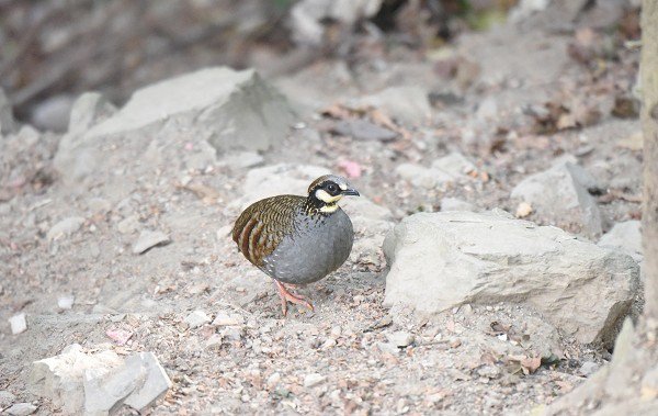 DSC_4125aaa600.jpg