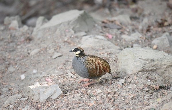 DSC_4128aa600.jpg