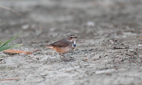 DSC_8042aa600.jpg