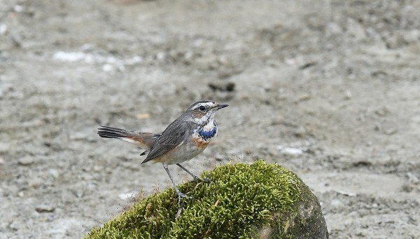 DSC_8355a600.jpg