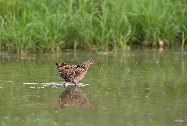 DSC_9661aaa600.jpg