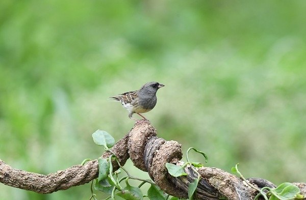 DSC_3804aaa600.jpg