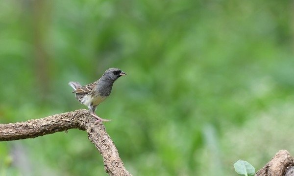 DSC_3809a600.jpg