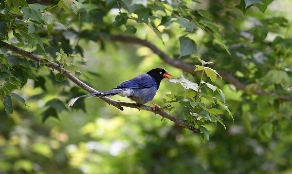 DSC_5113a600.jpg