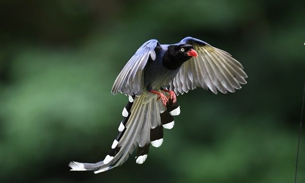 DSC_5755aa600.jpg