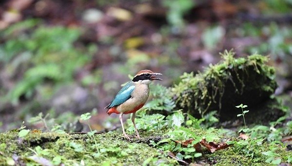 DSC_5928aa600.jpg