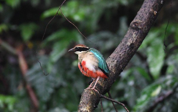 DSC_6300aa600.jpg