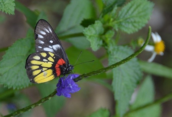 DSC_6374aa600.jpg