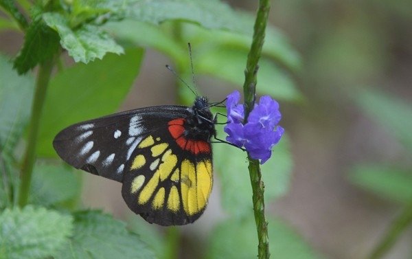 DSC_6382aaaa600a.jpg