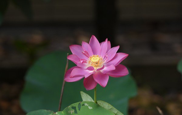 DSC_4564a600.jpg