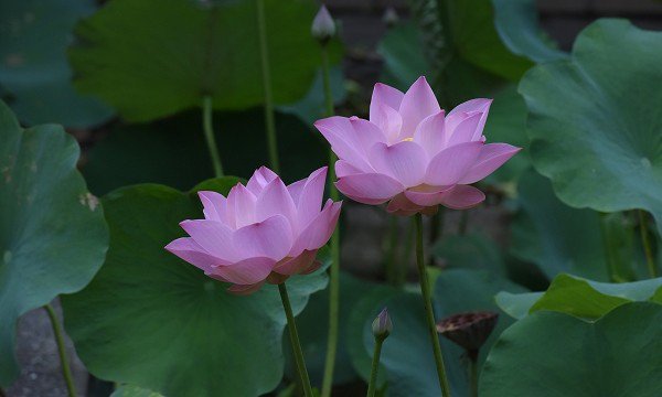 DSC_4504aaa600.jpg