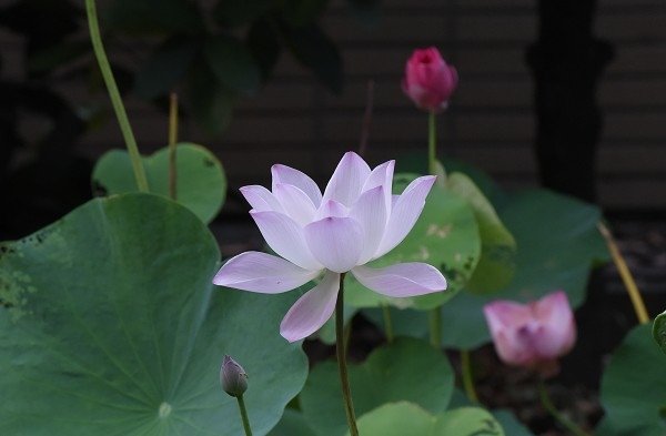 DSC_4506aaa600.jpg