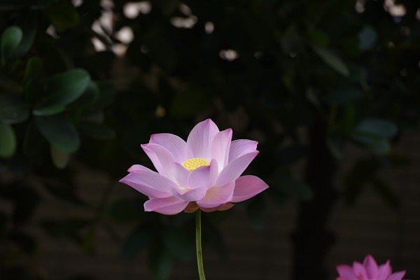 DSC_4561a600.jpg