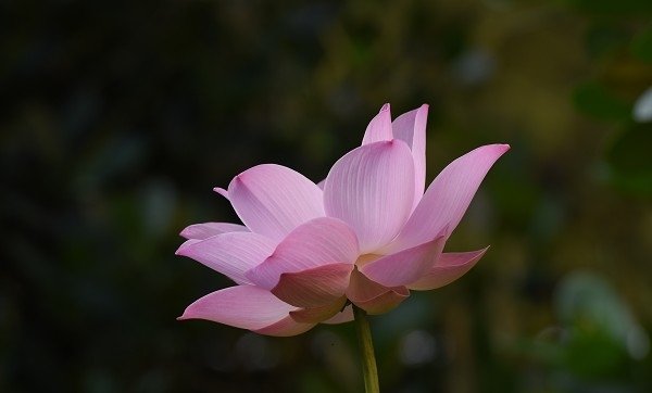 DSC_4572a600.jpg