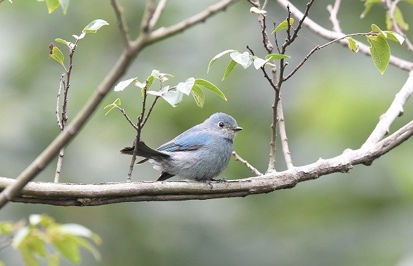 DSC_1326aa600.jpg