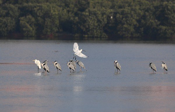 DSC_9328aa600.jpg