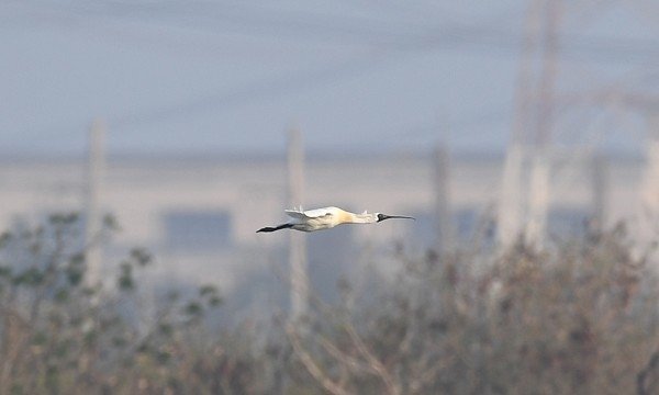 DSC_9224a600.jpg