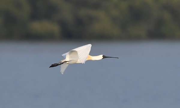 DSC_9292aa600.jpg