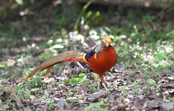 DSC_5524aa600.jpg
