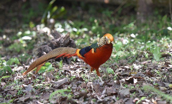 DSC_5526aa600.jpg