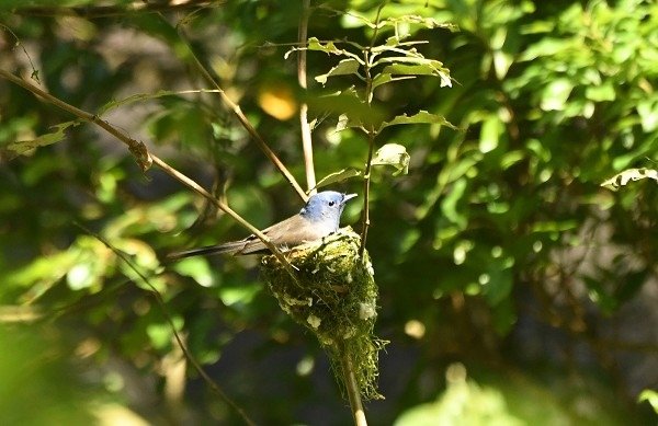 DSC_7151a600.jpg