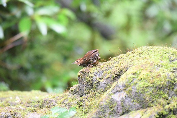 DSC_0297bb600.jpg