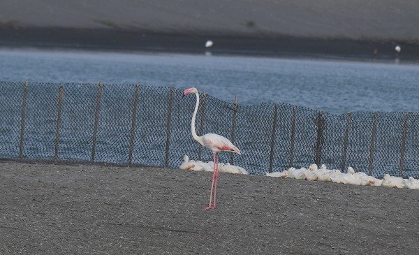 DSC_1574aaa600.jpg