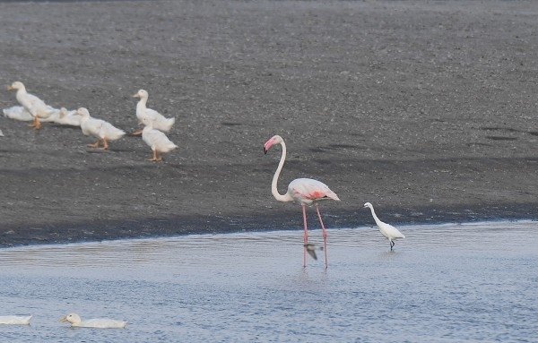 DSC_1547aaa600.jpg