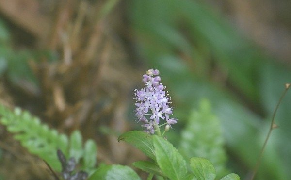 DSC_2137aaa600.jpg
