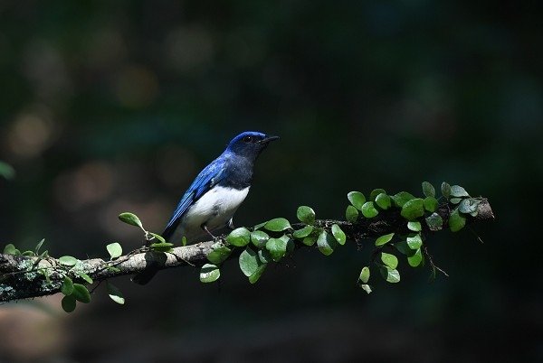 DSC_2855aa600.jpg