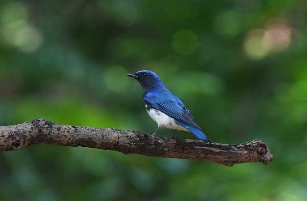 DSC_2938aa600.jpg