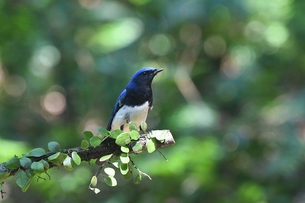 DSC_3004aaa600.jpg