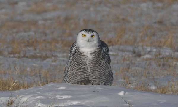 DSC_1011a600.jpg