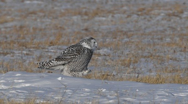 DSC_1033aa600.jpg