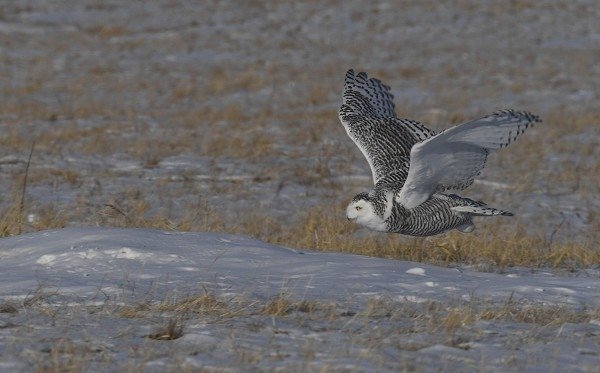 DSC_1136a600.jpg