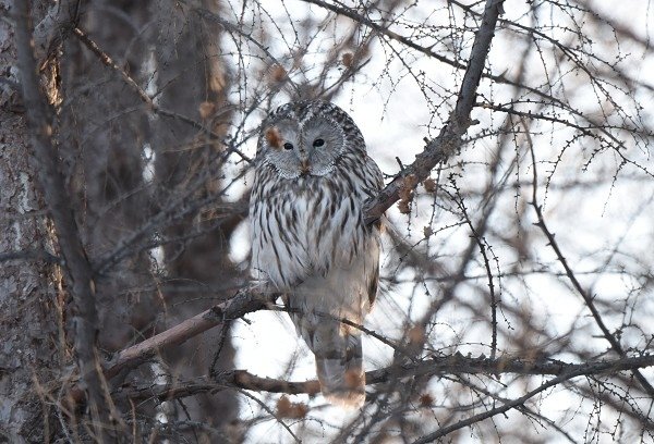 DSC_7095a600.jpg