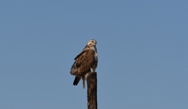 DSC_2574aa600.jpg