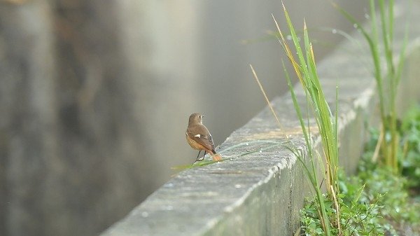 DSC_6620a600.jpg
