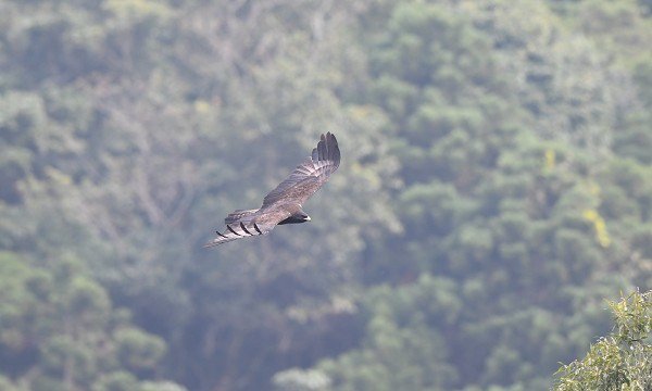 DSC_7390a600.jpg