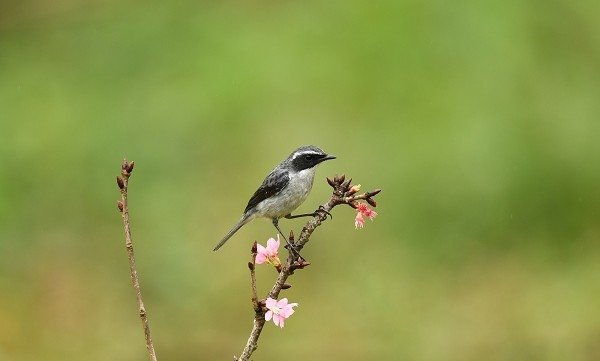 DSC_9114a600.jpg